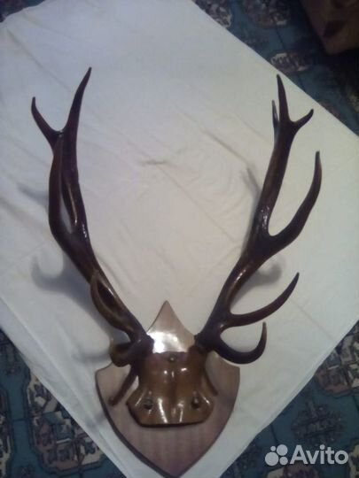 Рога оленя