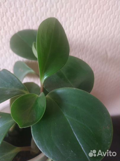 Сеткреазия