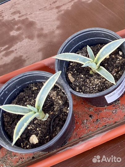 Агава голубая, американская, молодило
