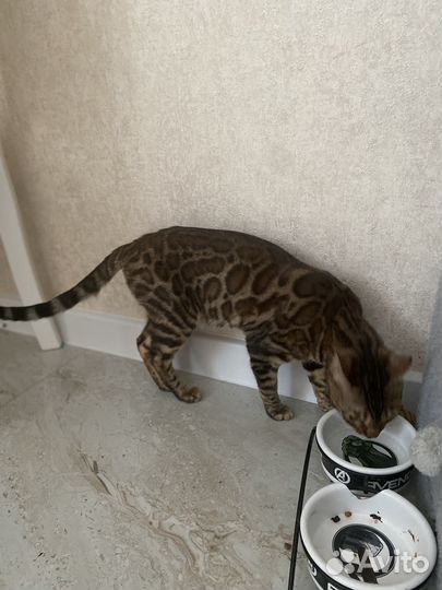 Бенгальская кошка