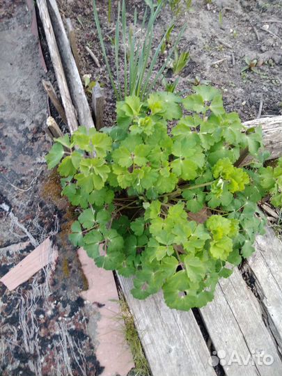 Цветы многолетние