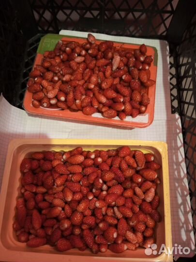 Клубника (Виктория)и земляника домашняя ягода