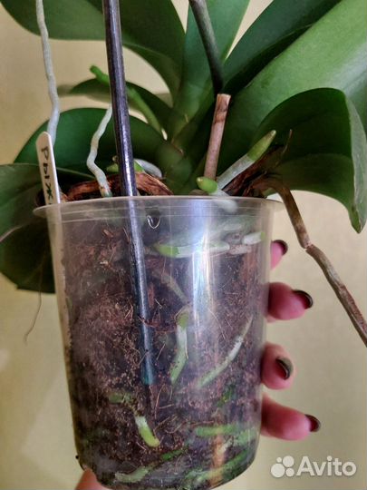 Орхидея фаленопсис