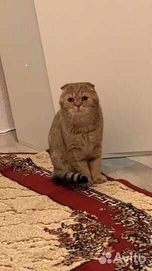 Шотландский вислоухий кот на вязку