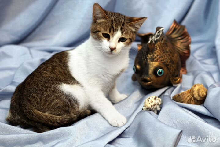 Котенок Лаврик в добрые руки