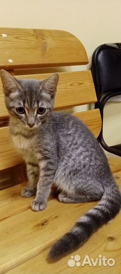 Котенок Маша