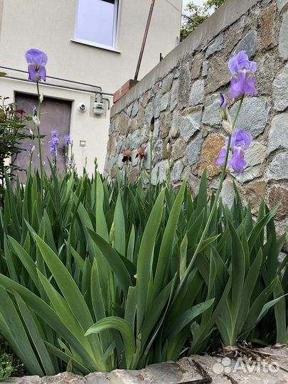 Ирисы, Нарциссы