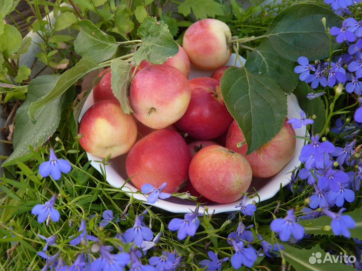 Садовые яблоки