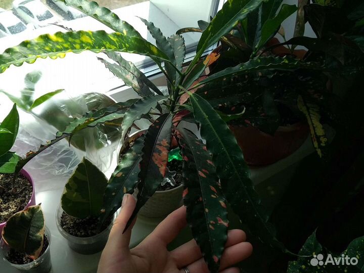 Цветы Кодиеум кротон,редкие сорта