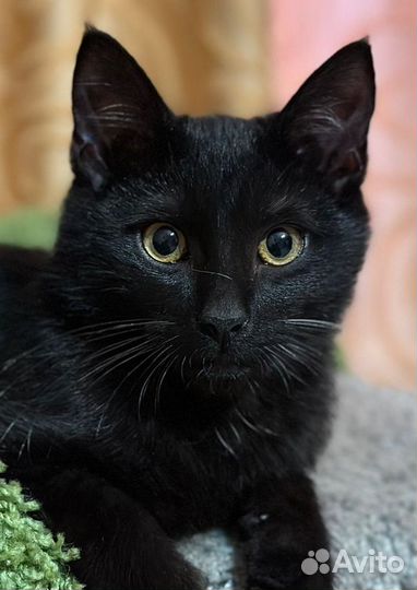 Кошки в добрые руки