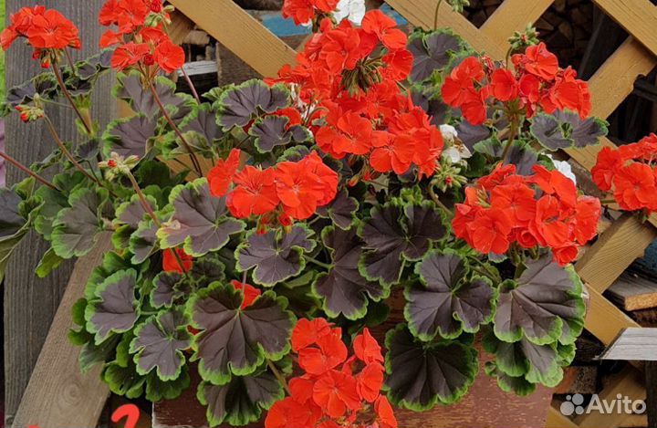 Пеларгония зональная