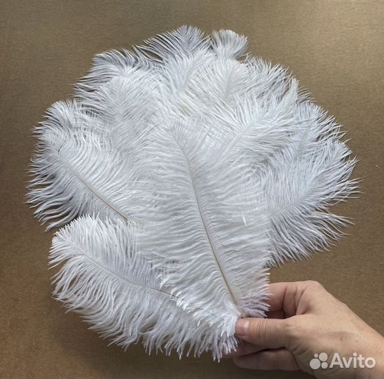 Перья страуса для творчества