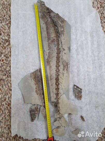 Окаменевшая рыба