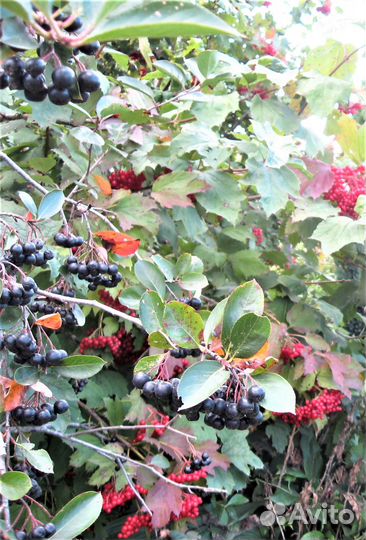 Черноплодная рябина Мулатка