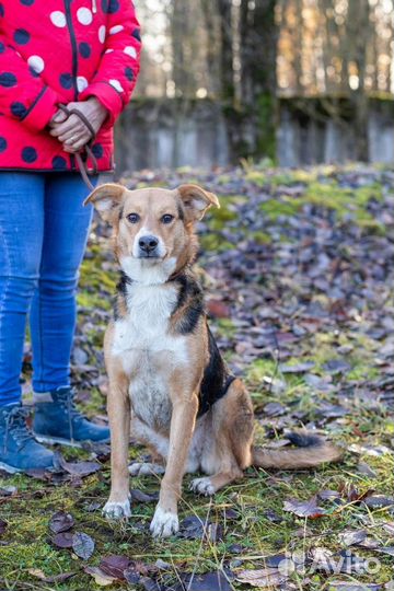 Симпатичная собака ищет дом в добрые руки