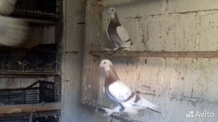 Алматинские сиреневые бойные голуби