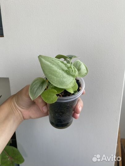 Сциндапсус пиктус