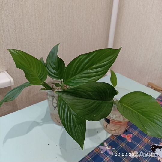 Спатифиллум