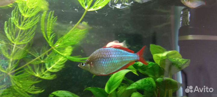 Радужница неоновая