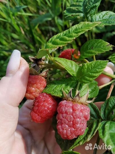 Саженцы малины