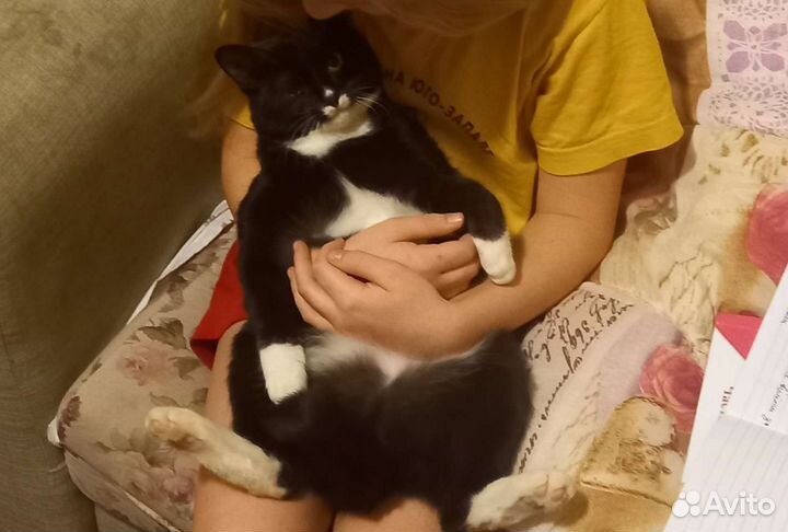 Кошка в дар бесплатно