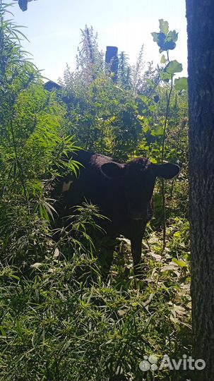 Продам телочек