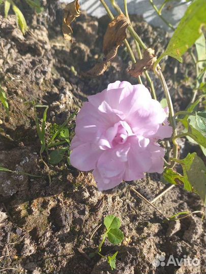 Калистегия махровая