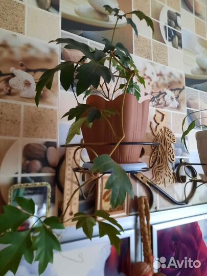 Домашние цветы