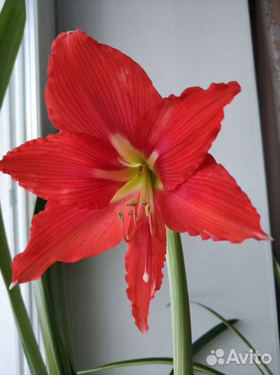 Амариллис