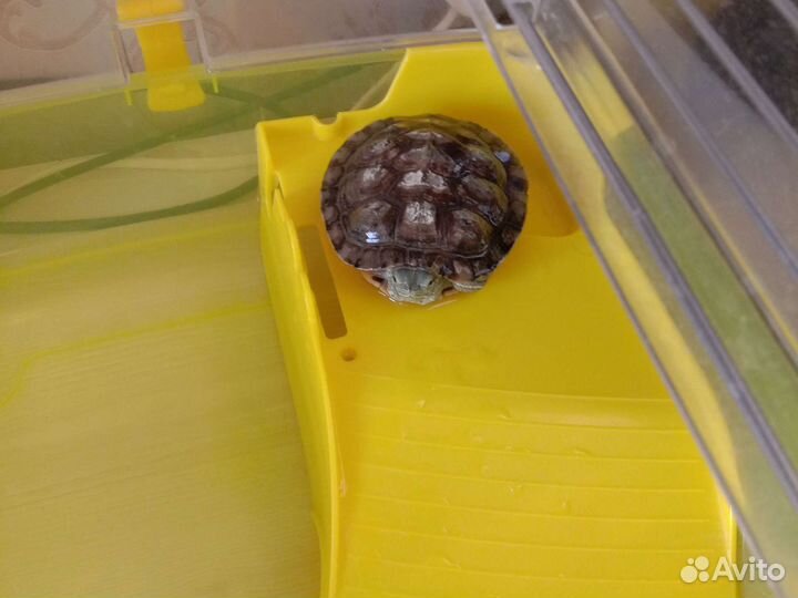 Красноухая черепаха с аквариумом и кормом