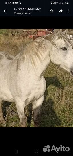 Продам лошадь