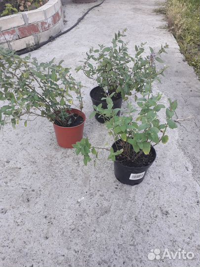 Многолетние садовые,котовник