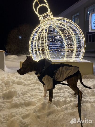 Куртка - комбинезон для собак