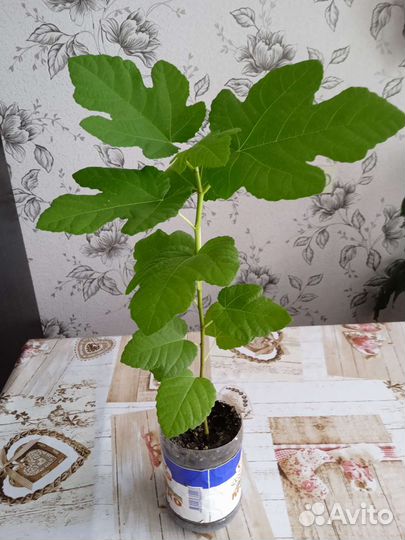 Рассада Инжира