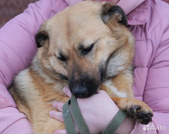 Собака в добрые руки