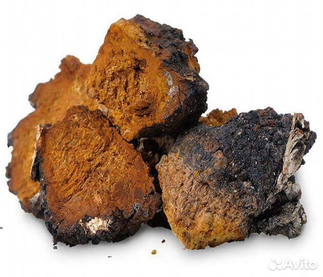 Чага березовая