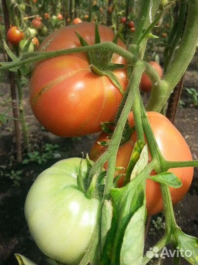 Рассада томатов,свежие огурцы, перец,баклажан