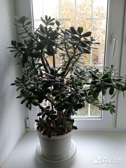 Толстянка (денежное дерево)