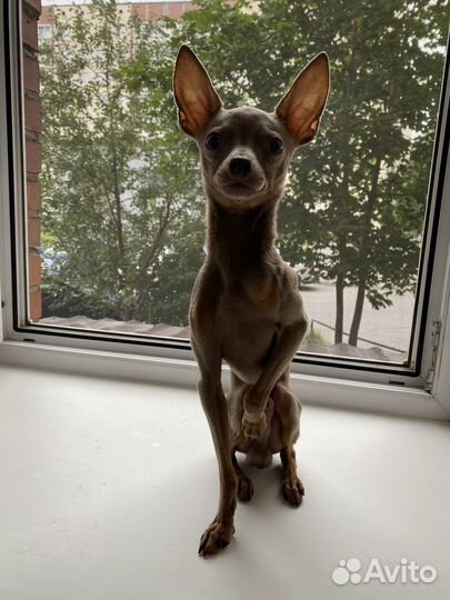 Вязка Русский Той оч красивый мальчик