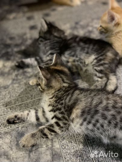 Котята мальчики и девочки