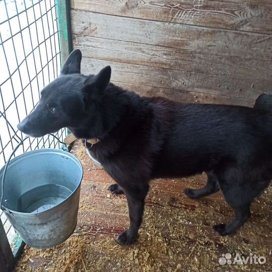 Талантливой Мухе одиноко в приюте