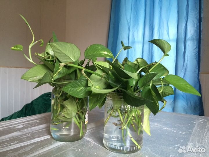 Сингониум, сциндапсус