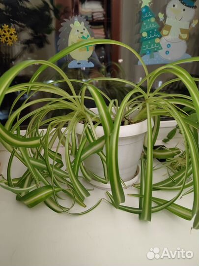 Хлорофитум кудрявый. Продается без горшка
