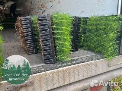 Зкс Сосна сеянцы Ели Лиственницы окс Голуб Горная