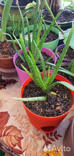 Алоэ Vera и др.цветы