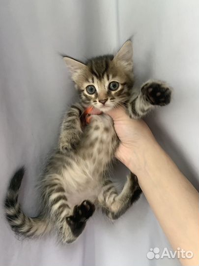 Котенок девочка 2 мес