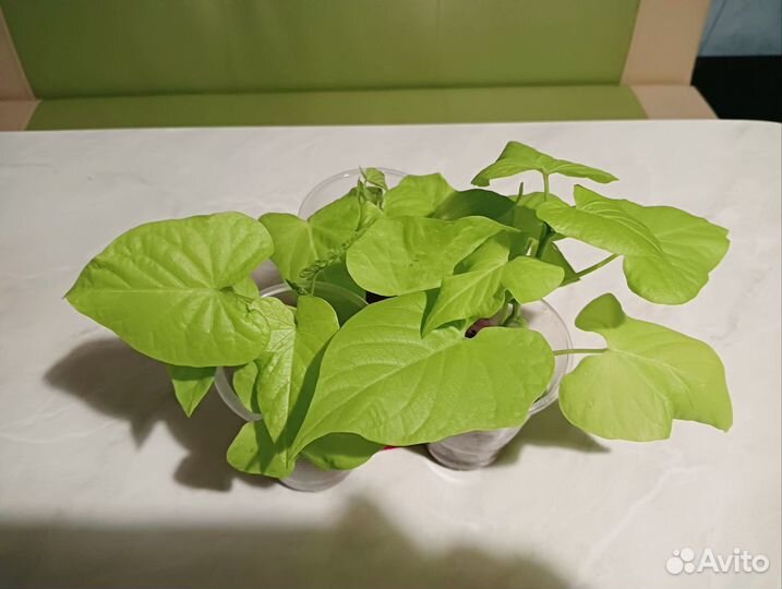 Вегетативный Алисум, вег.гвоздика,ипомея ботат