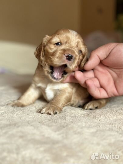 Щенки кокер спаниеля
