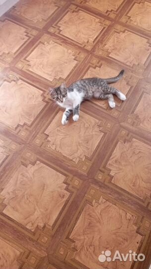 Котята в добрые руки бесплатно