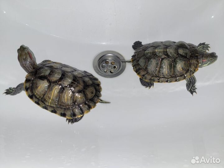 Красноухая черепаха с аквариумом
